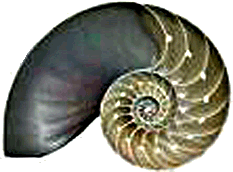 spiral shell